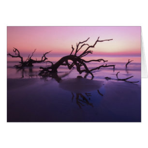 GA Jekyll Island, Tree graveyard on beach at