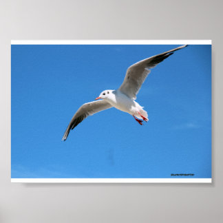 Gabbiano in volo nel cielo azzurro - fotografia na poster