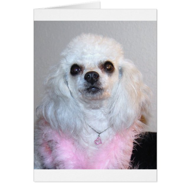 Gabby chic caniche blanche habillé en rose (Devant)