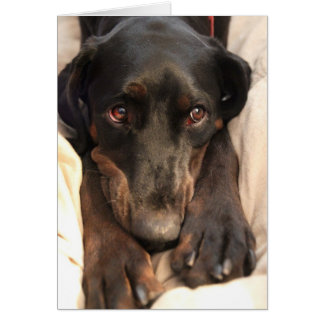 Gabby le chien Secouru (carte blanche)