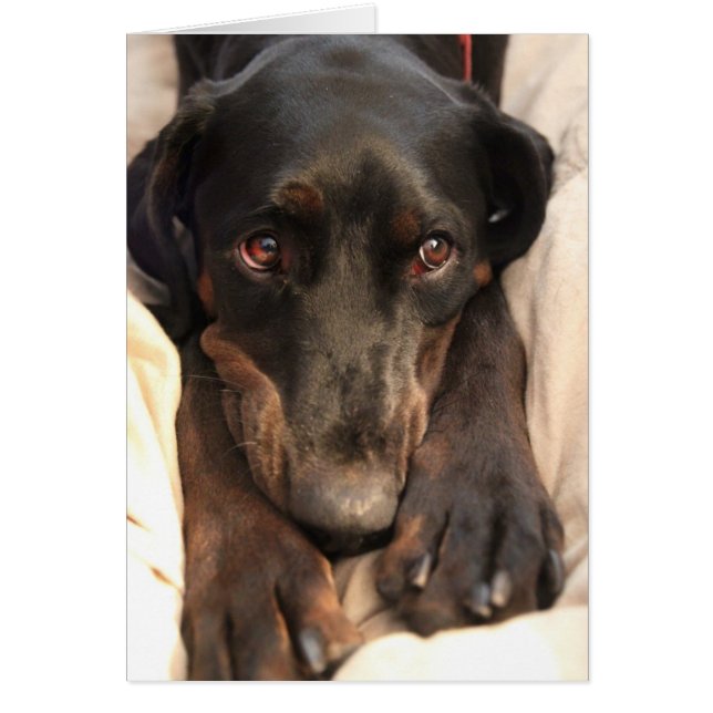 Gabby le chien Secouru (carte blanche) (Devant)