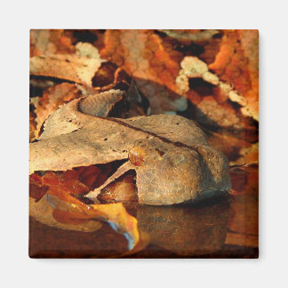 Gaboon Viper Magnet