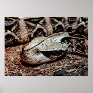 Gaboon Viper Snake Photo Poster