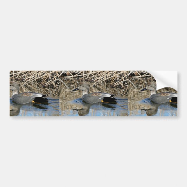 Gadwall Drake Bumper Sticker (Front)