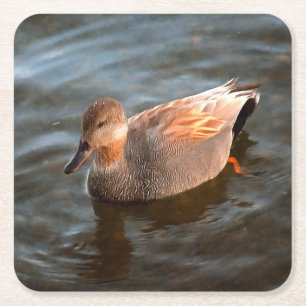 Gadwall Duck Drake on the Lake Square Paper Coaster