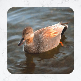 Gadwall Duck Drake sur le Dessous de verre de verr