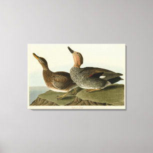 Gadwall Duck - John Audubon's Birds of America Canvas Print