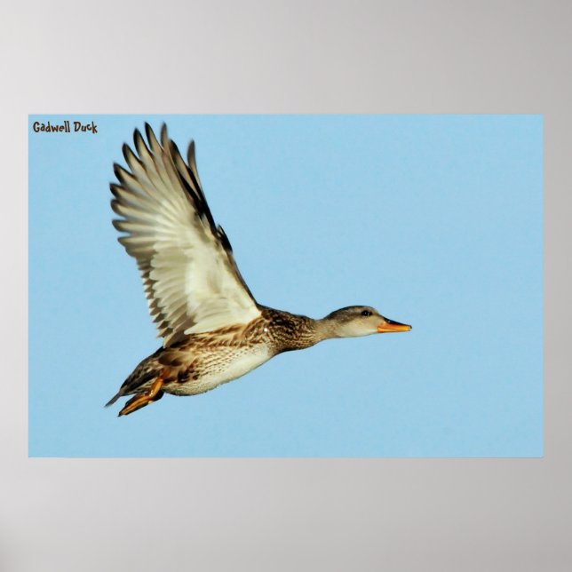 Gadwell Duck Poster (Front)