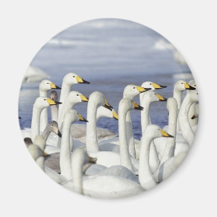 Gaggle Geese Magnet