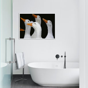 Gaggle of White Ducks Glossy Photographic Poster