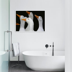 Gaggle of White Ducks Photographic Poster