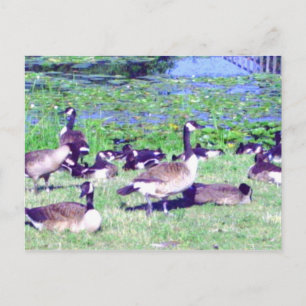 Gagle de la carte postale de l'oie