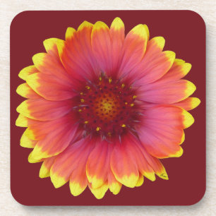 Gaillardia 1 coaster
