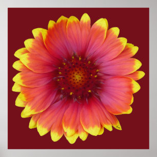 Gaillardia 1 poster