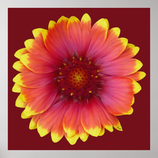 Gaillardia 1 poster (Front)