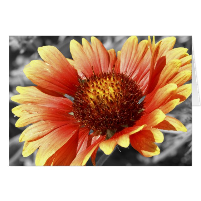 Gaillardia Blanche Fleur À L'Intérieur Du Merci (Devant horizontal)