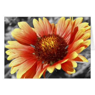 Gaillardia Blanket Flower Blank Inside Thank You