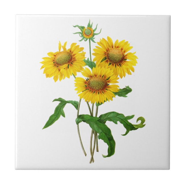 Gaillardia by Pierre Joseph Redoute Tile (Front)