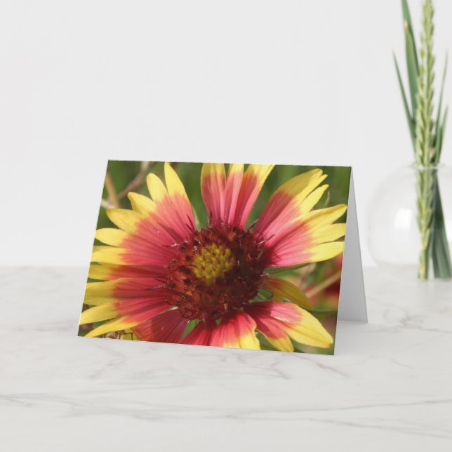 Gaillardia Greeting Card (Front)