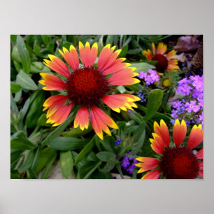 Gaillardia poster