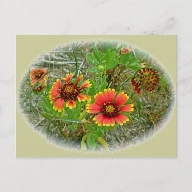 Gaillardia Wildflower (Blanket Flower) Tote Bag Postcard (Front)