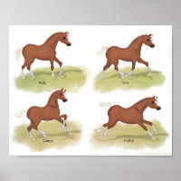 Gaits of the Horse Walk Trot Canter Gallop Sorrel