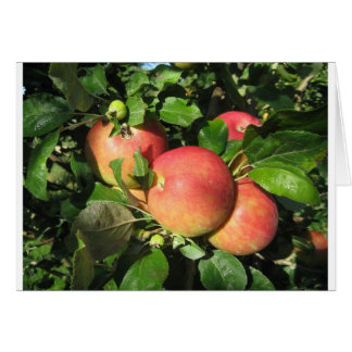 Gala Apples