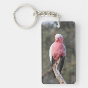 Galah