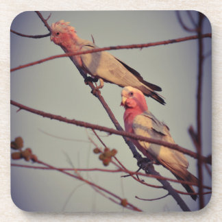 Galah birds in tree2 coaster