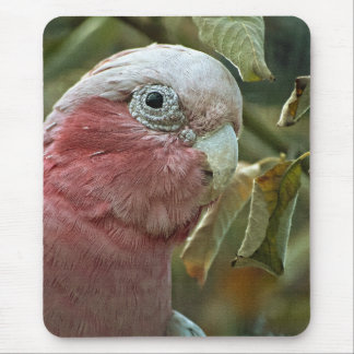 Galah Cockatoo Pink Australian Bird Portrait Mouse Pad