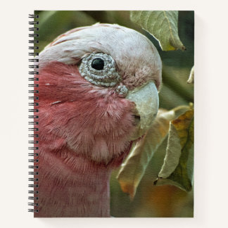 Galah Cockatoo Pink Australian Bird Portrait Notebook
