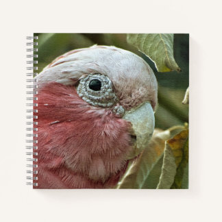 Galah Cockatoo Pink Australian Bird Portrait Notebook