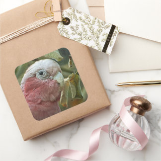 Galah Cockatoo Pink Australian Bird Portrait Square Sticker