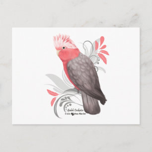 Galah Cockatoo Postcard