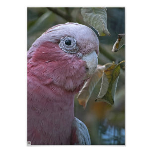 Galah or Rose-breasted Cockatoo Photo Print