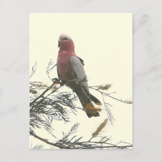 Galah Postcard