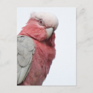 Galah Postcard