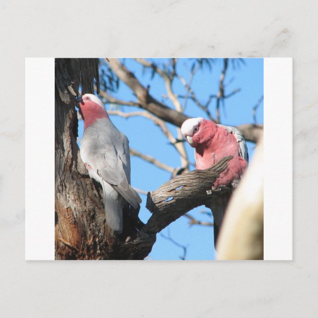 Galah Postcard (Front)