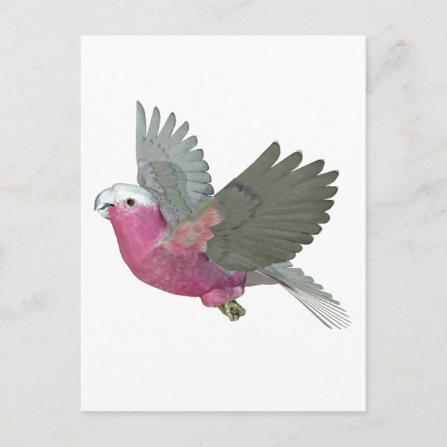 Galah Postcard (Front)