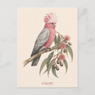 Galah Postcard | Bush Edition