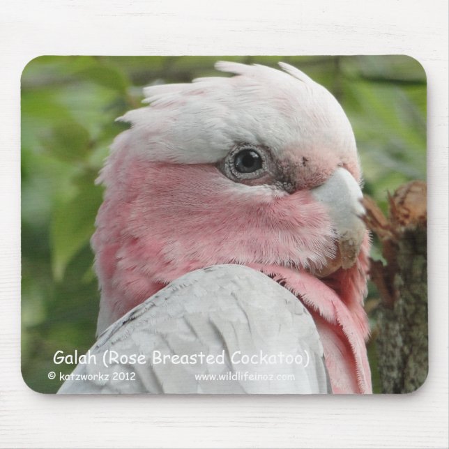 Galah (Rose Breasted Cockatoo) Mouse Pad (Front)