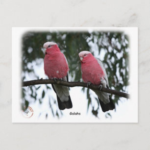Galahs 9Y517D-018 Postcard