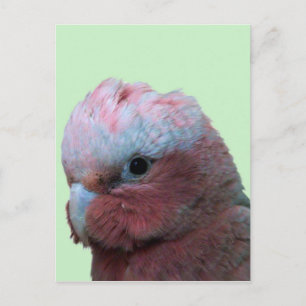 Galahs Postcard