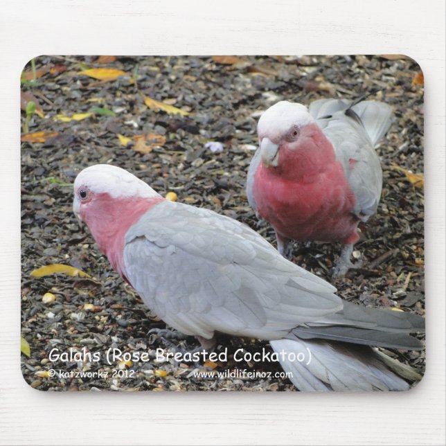 Galahs (Rose Breasted Cockatoo) Mouse Pad (Front)