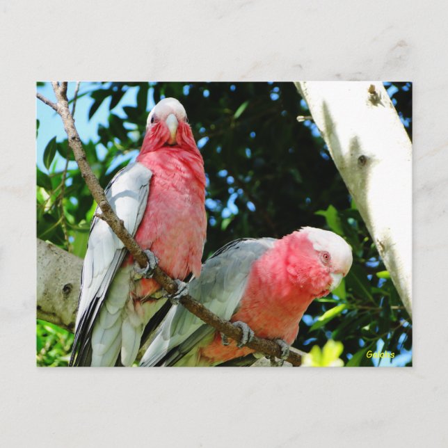 Galahs (Rose Breasted/Roseate Cockatoos) Postcard (Front)