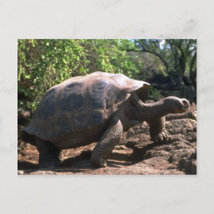 Galapagos Giant Tortoise (Dome-Shaped type) walkin Postcard