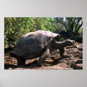 Galapagos Giant Tortoise (Dome-Shaped type) walkin Poster