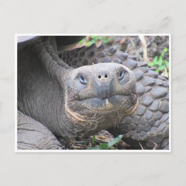 galapagos giant tortoise face postcard (Front)