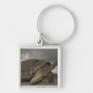 Galapagos Giant Tortoise Geochelone Keychain