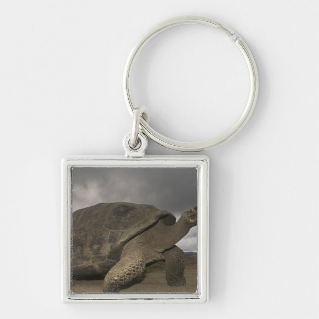 Galapagos Giant Tortoise Geochelone Keychain (Front)